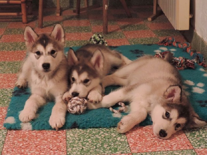 Des Terres d'haïda - Chiots Malamute d'Alaska disponible LOF