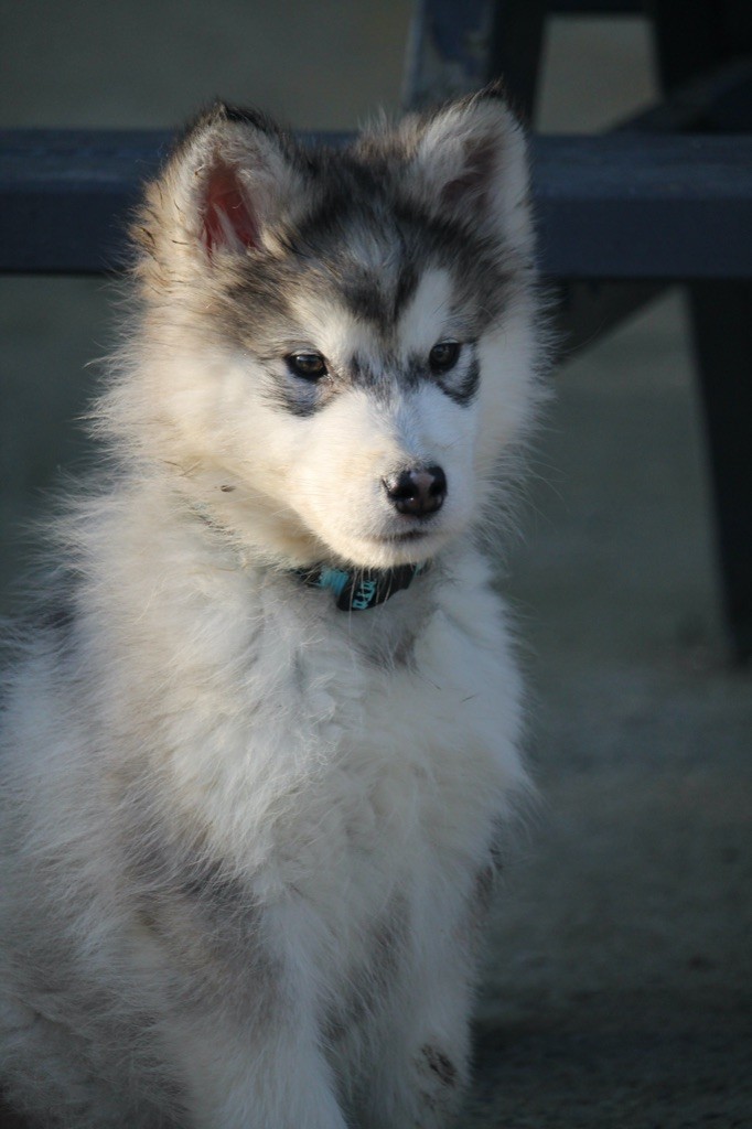 Des Terres d'haïda - Chiot disponible  - Alaskan Malamute