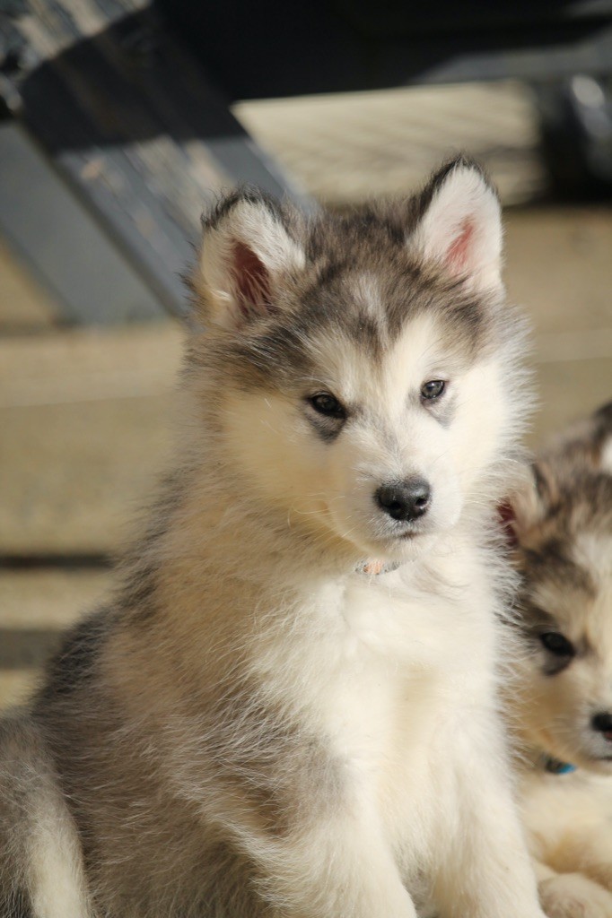 Des Terres d'haïda - Chiot disponible  - Alaskan Malamute