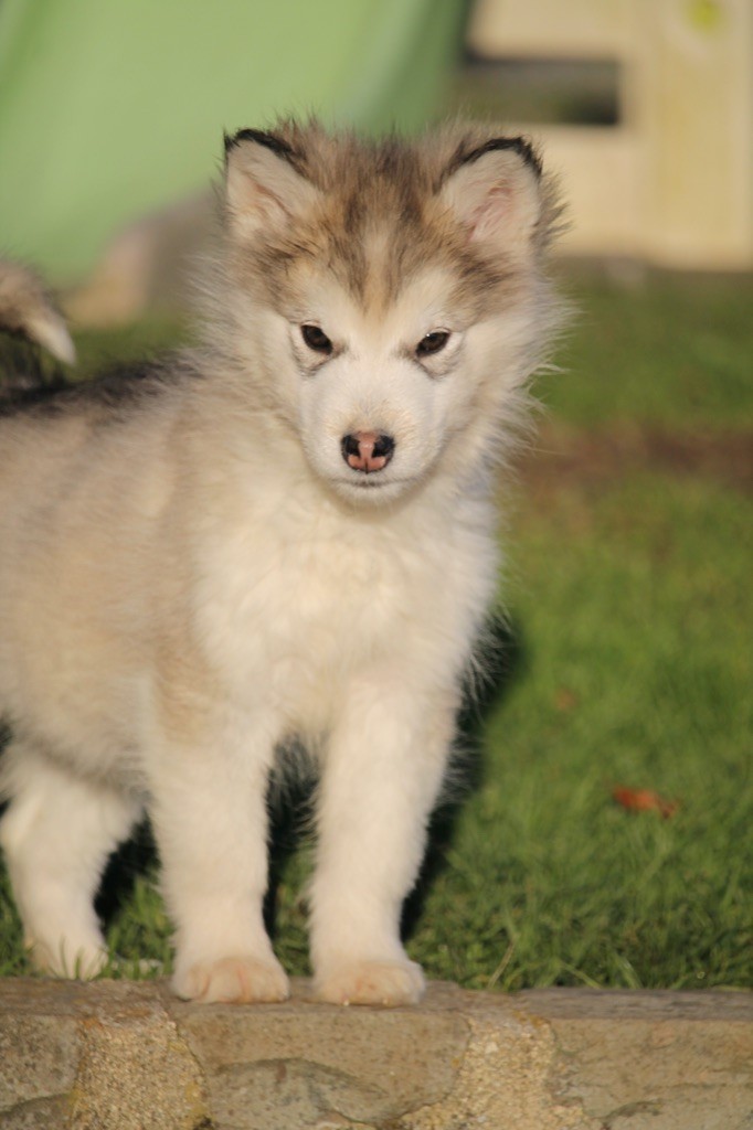 Des Terres d'haïda - Chiot disponible  - Alaskan Malamute