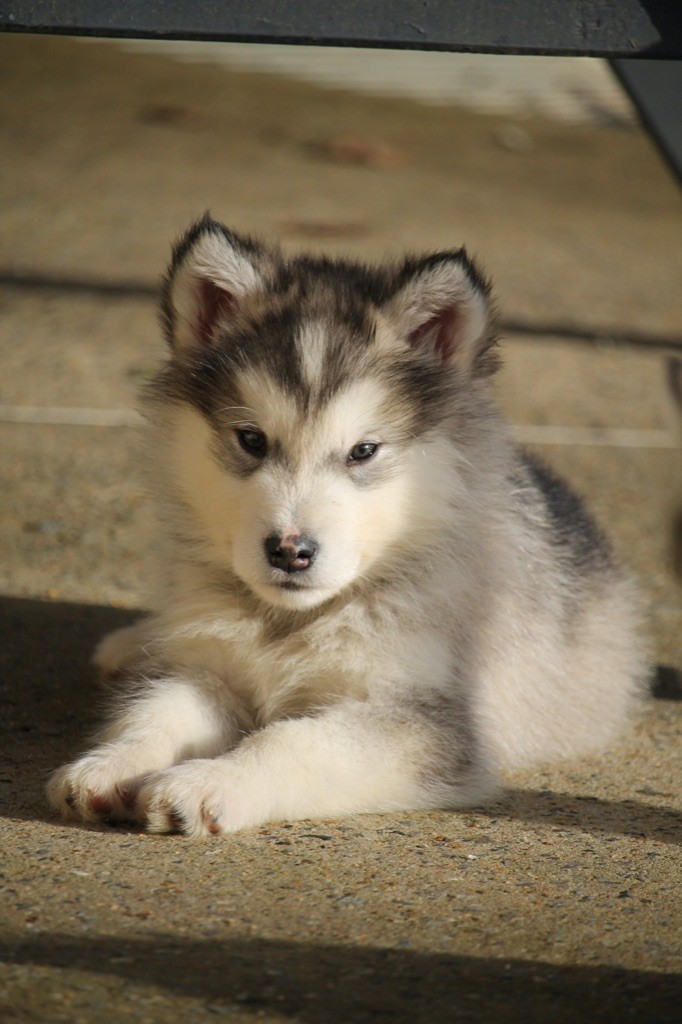 Des Terres d'haïda - Chiot disponible  - Alaskan Malamute