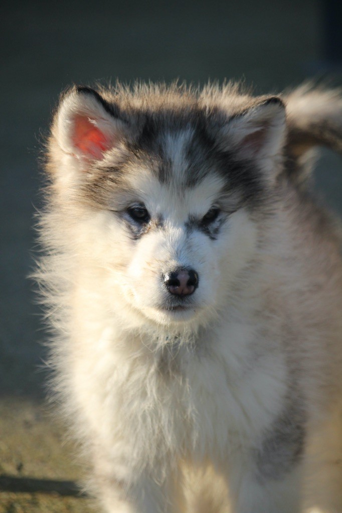 Des Terres d'haïda - Chiot disponible  - Alaskan Malamute