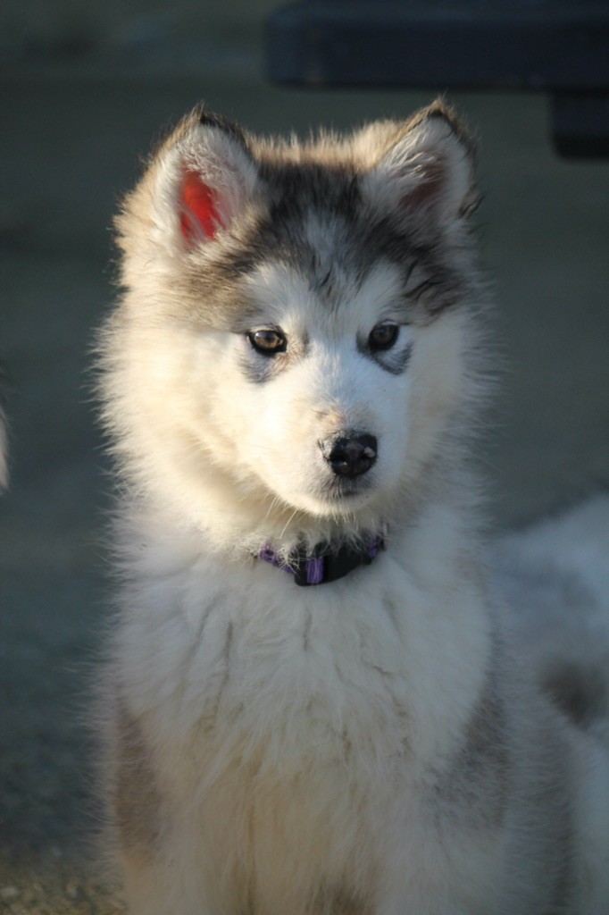 Des Terres d'haïda - Chiot disponible  - Alaskan Malamute