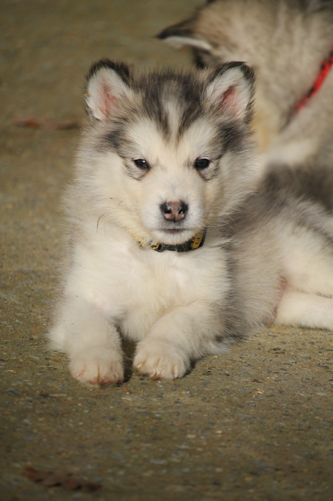 Des Terres d'haïda - Chiot disponible  - Alaskan Malamute