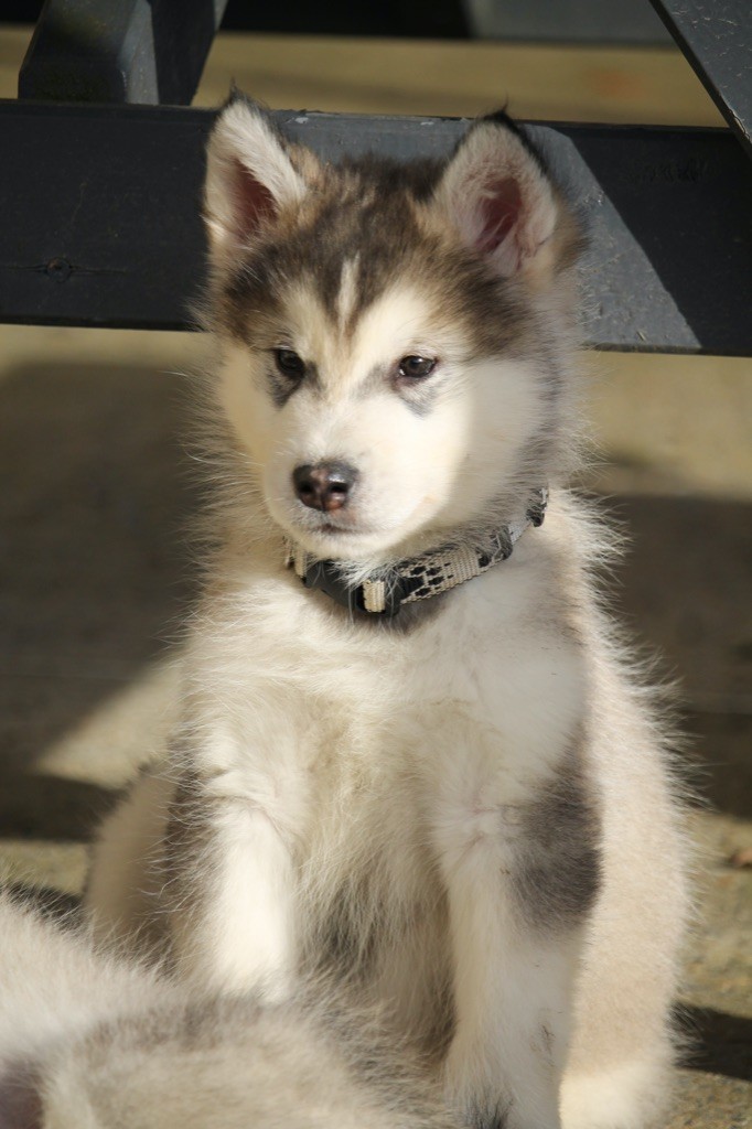 Des Terres d'haïda - Chiot disponible  - Alaskan Malamute