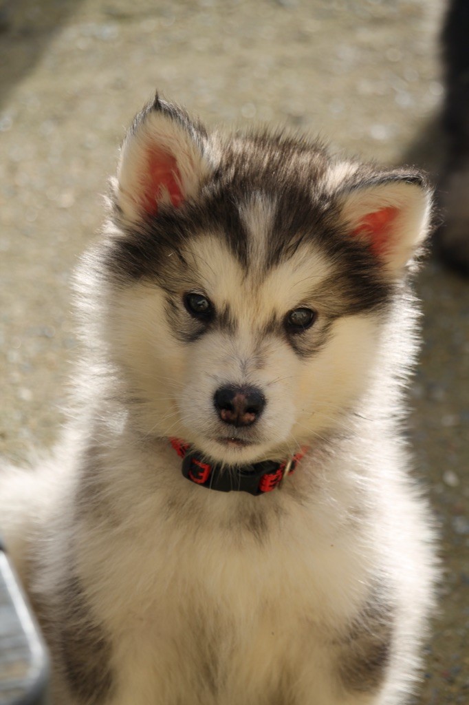 Des Terres d'haïda - Chiot disponible  - Alaskan Malamute