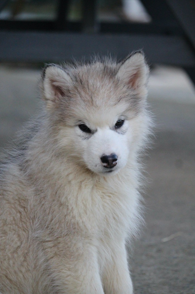 Des Terres d'haïda - Chiot disponible  - Alaskan Malamute