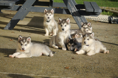 Des Terres d'haïda - Alaskan Malamute - Portée née le 06/10/2024