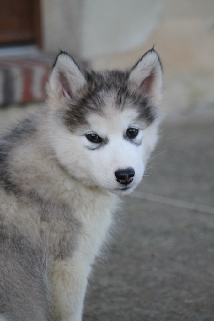 Des Terres d'haïda - Chiot disponible  - Alaskan Malamute