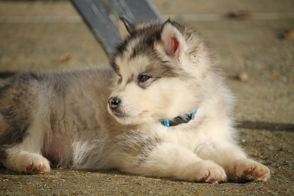 Des Terres d'haïda - Chiot disponible  - Alaskan Malamute