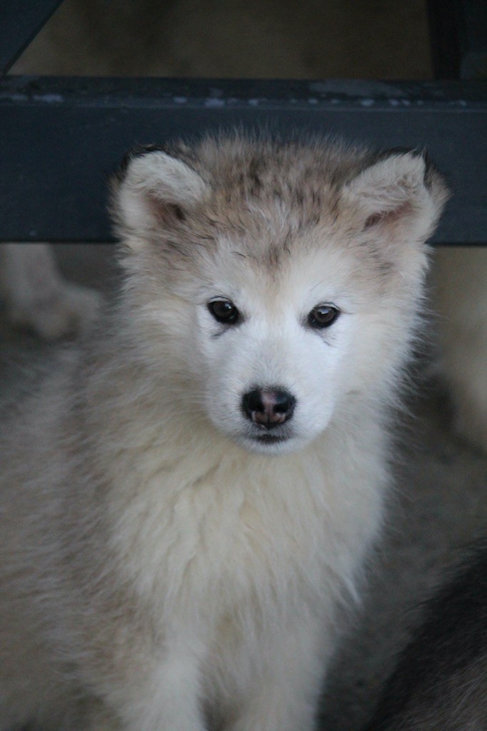 Des Terres d'haïda - Chiot disponible  - Alaskan Malamute