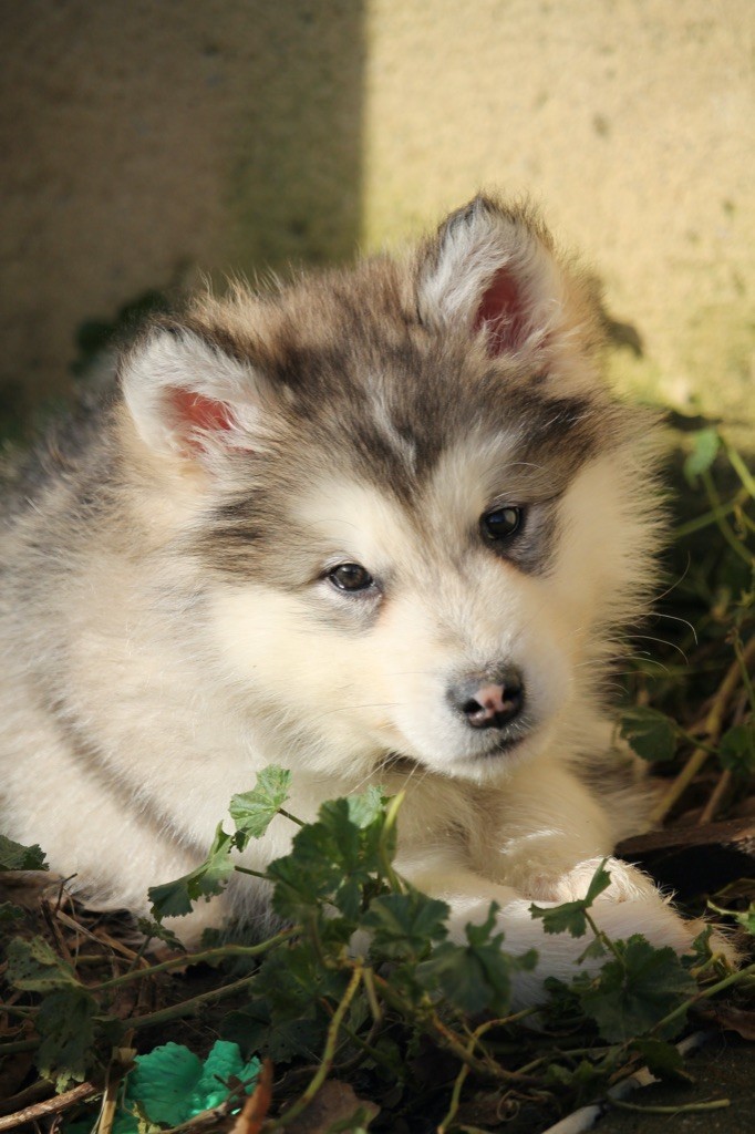 Des Terres d'haïda - Chiot disponible  - Alaskan Malamute