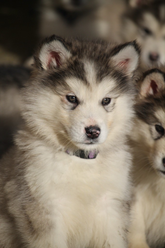 Des Terres d'haïda - Chiot disponible  - Alaskan Malamute