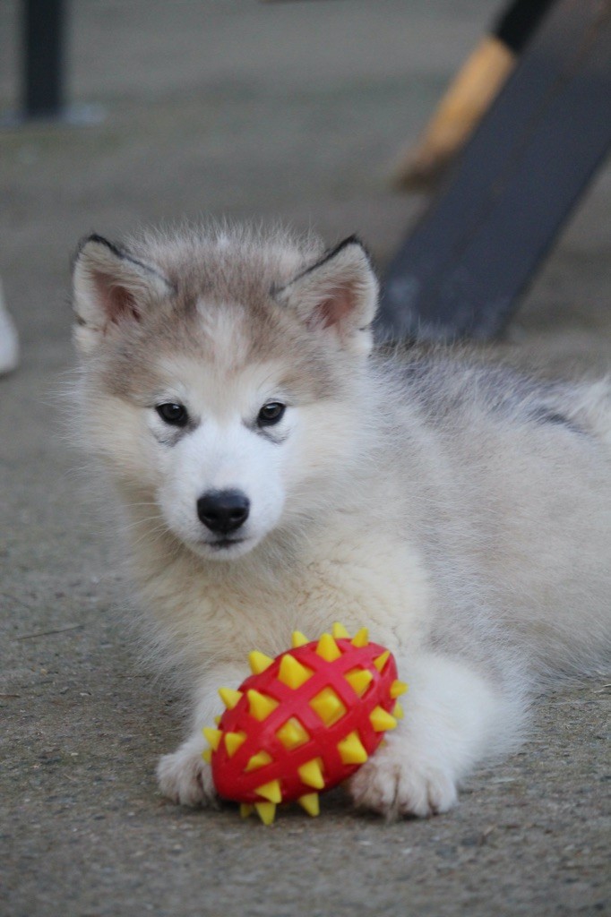 Des Terres d'haïda - Chiot disponible  - Alaskan Malamute