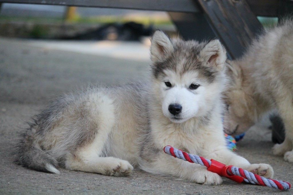 Des Terres d'haïda - Chiot disponible  - Alaskan Malamute