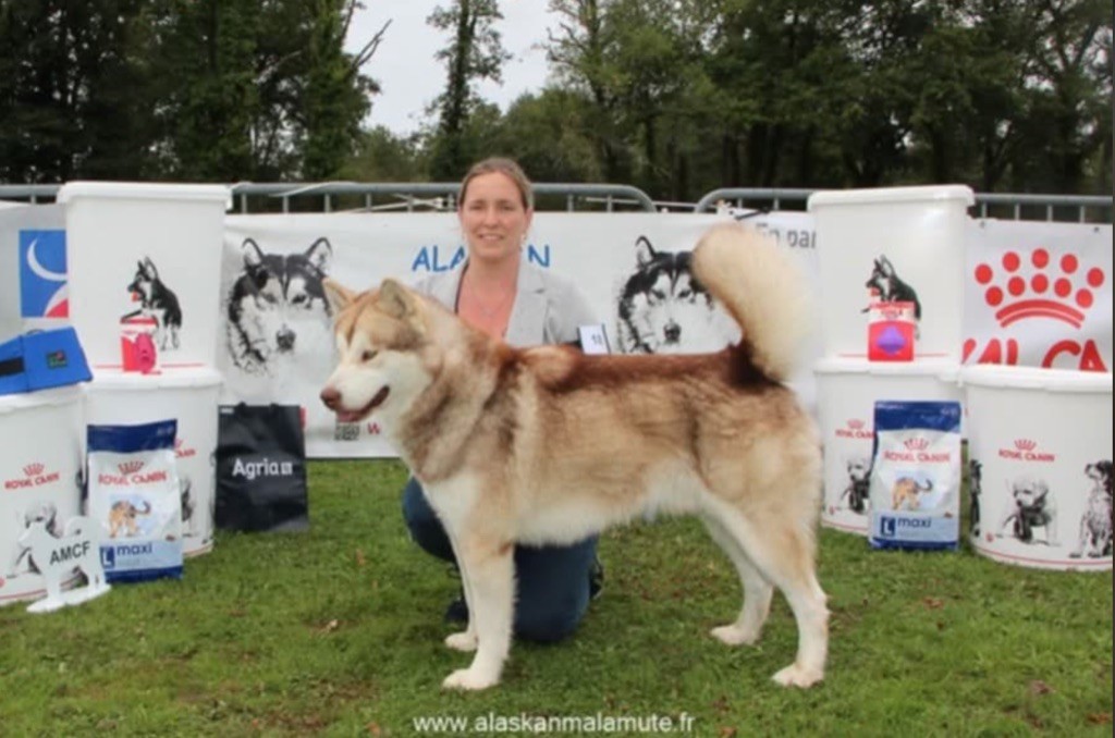Upsa thanos Des Terres d'haïda