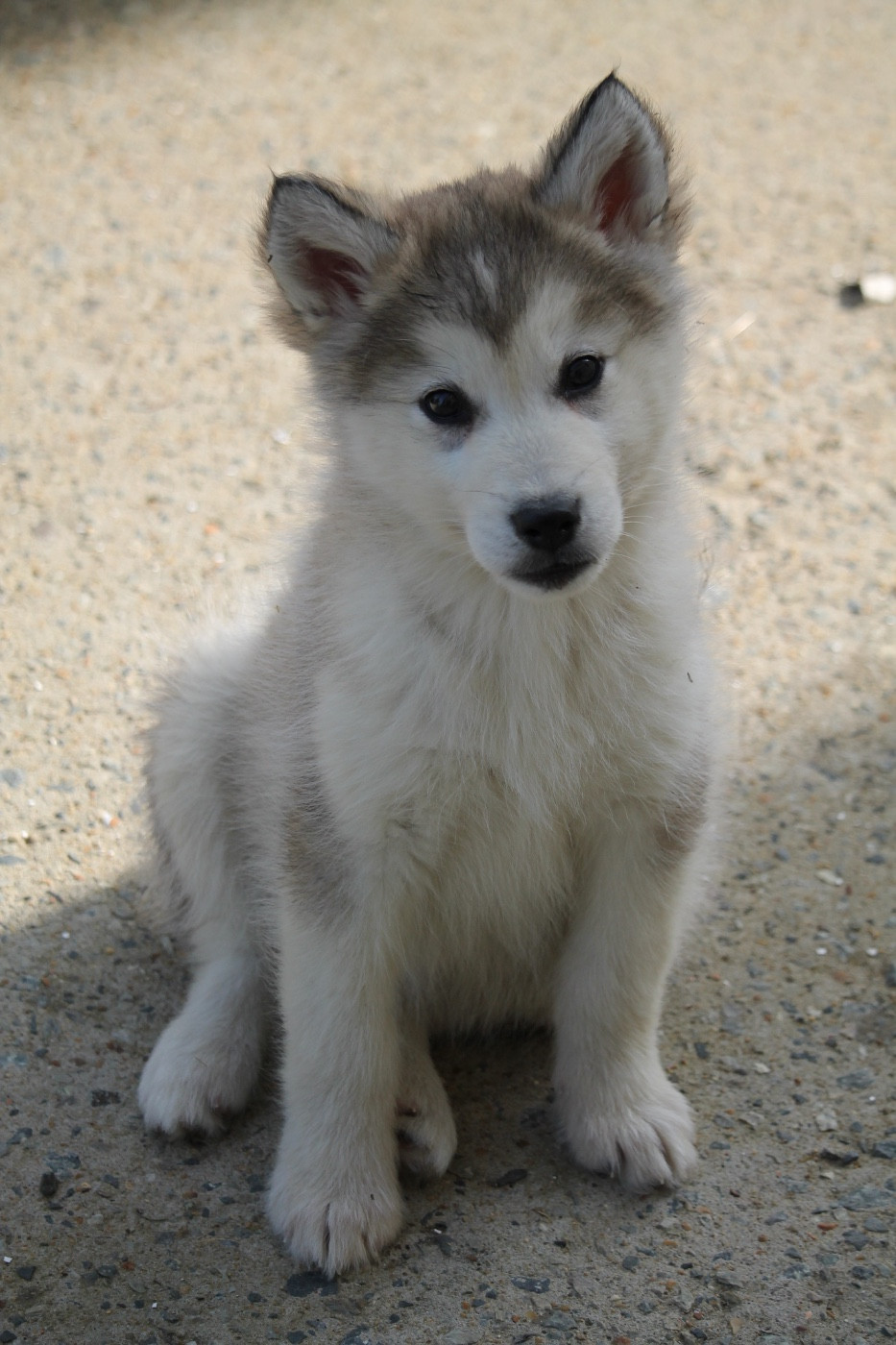 Des Terres d'haïda - Chiots disponibles - Alaskan Malamute