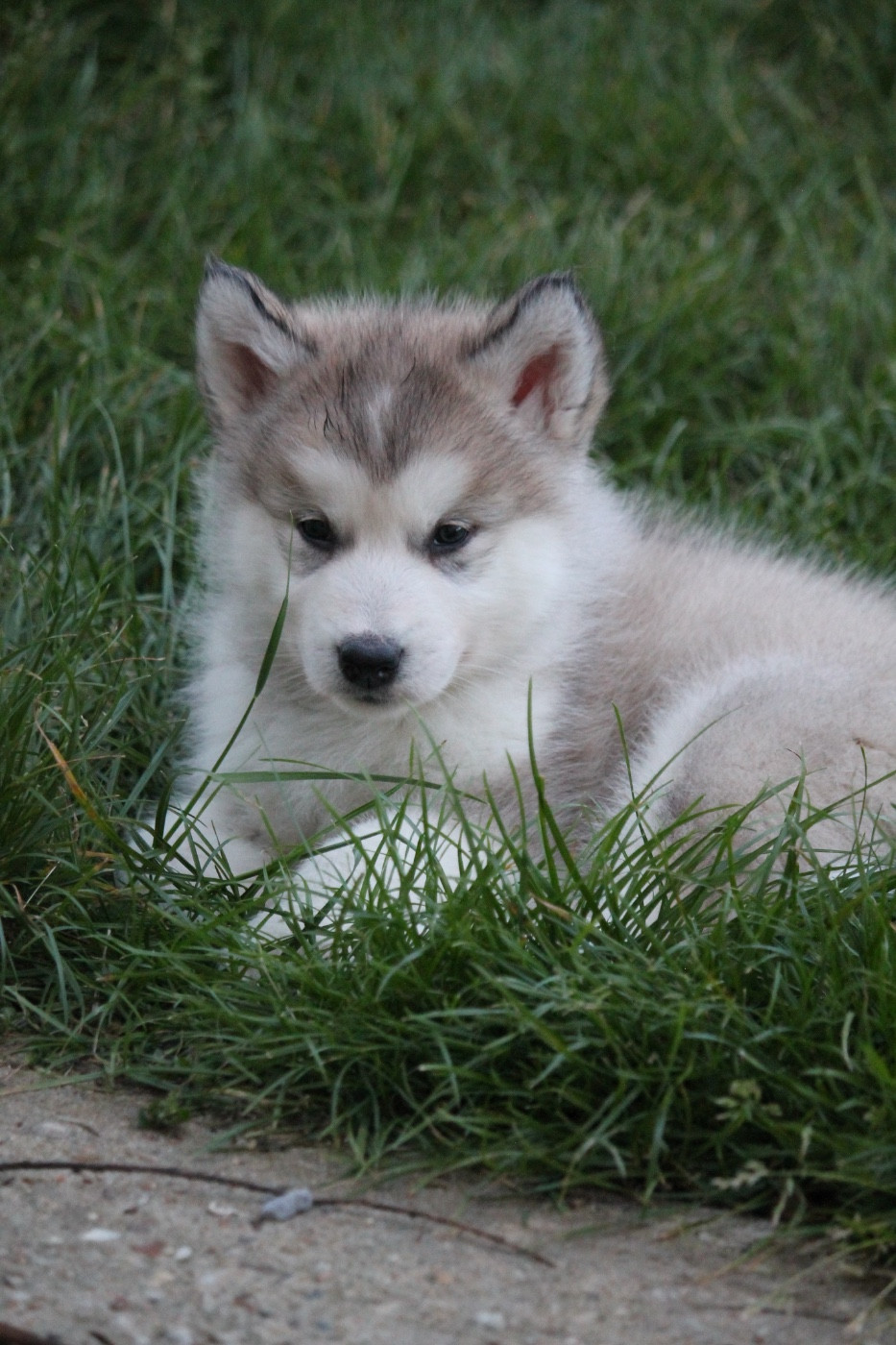 Des Terres d'haïda - Chiots disponibles - Alaskan Malamute
