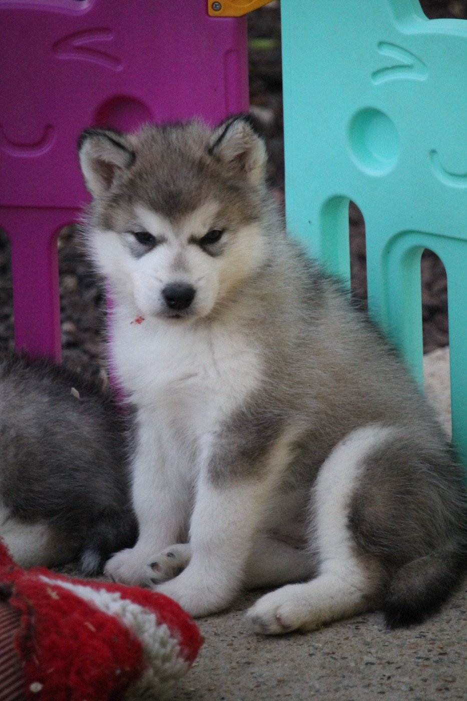 Des Terres d'haïda - Chiots disponibles - Alaskan Malamute