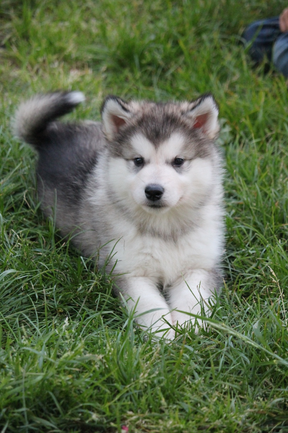 Des Terres d'haïda - Chiots disponibles - Alaskan Malamute