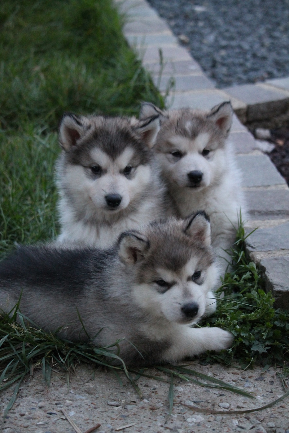 Chiot Alaskan Malamute Des Terres d'haïda