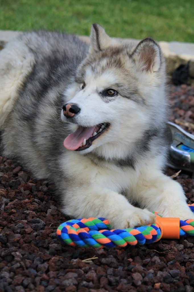 Des Terres d'haïda - Chiots disponibles - Alaskan Malamute